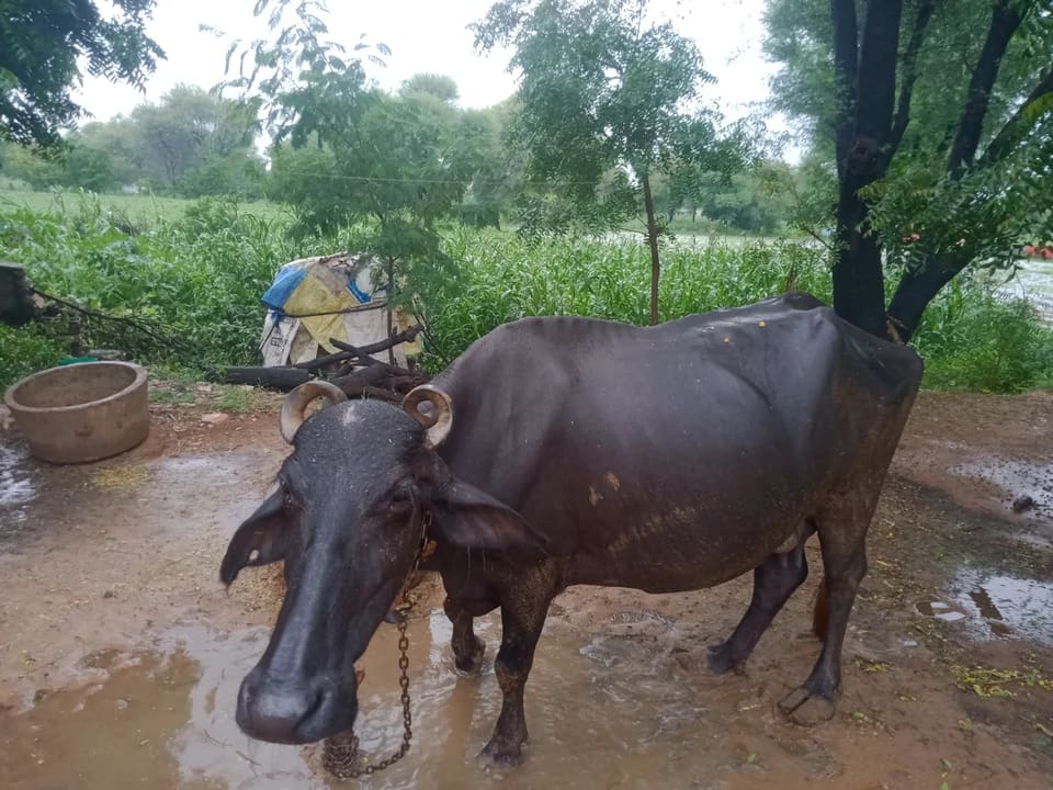 in RAJASTHAN