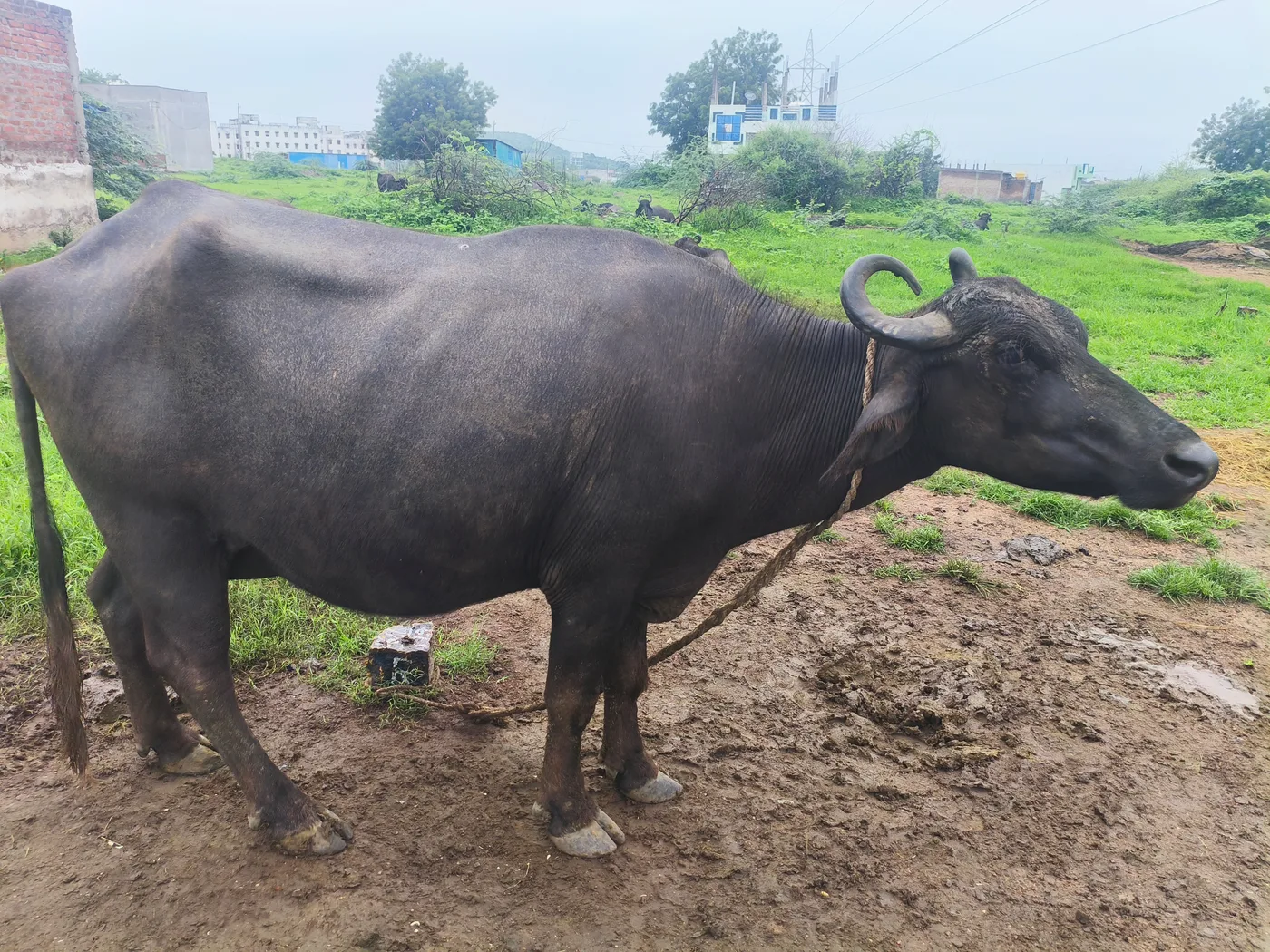 Others Buffalo in  TELANGANA