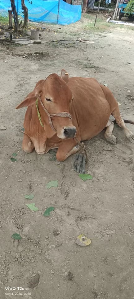 Sahiwal Cow in  BIHAR