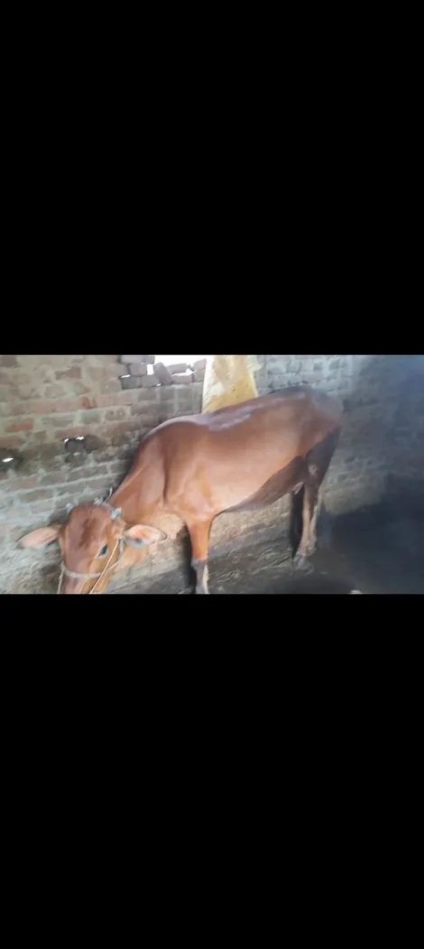 Sahiwal Cow in  BIHAR