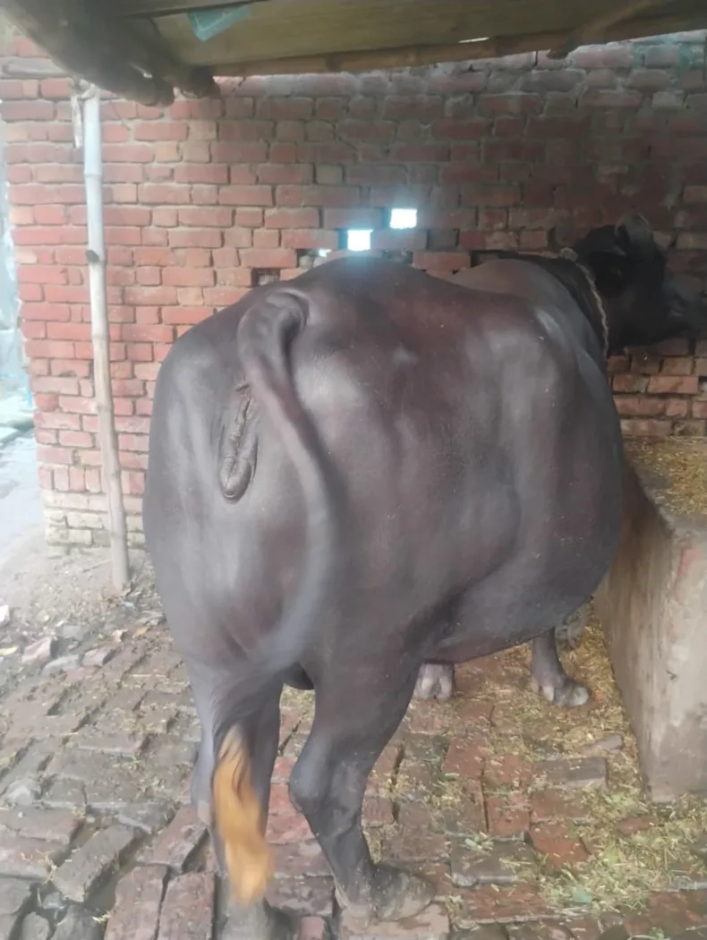 Nili Buffalo in  UTTAR PRADESH