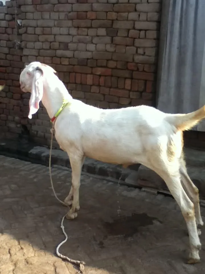 Gujri Goat in  DELHI