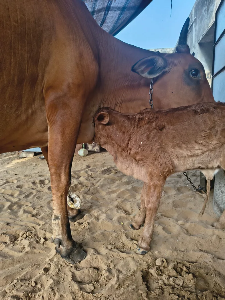 साहिवाल क्रॉस Cow O0516 in  RAJASTHAN