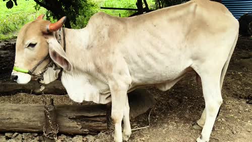 Gir Cow in  MAHARASHTRA
