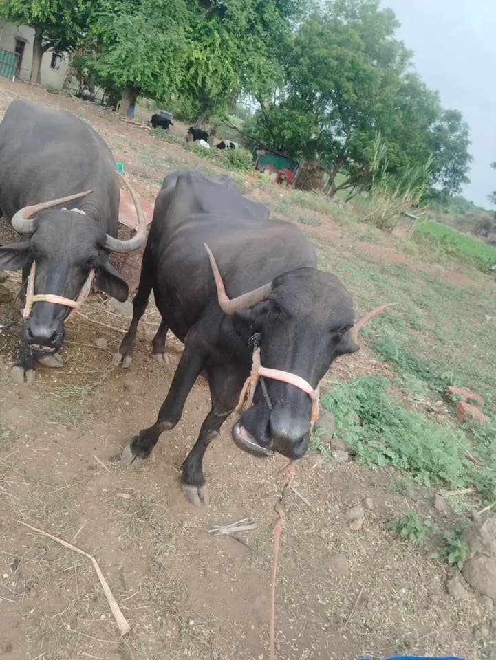 Pandharpuri Buffalo O0493 in MAHARASHTRA