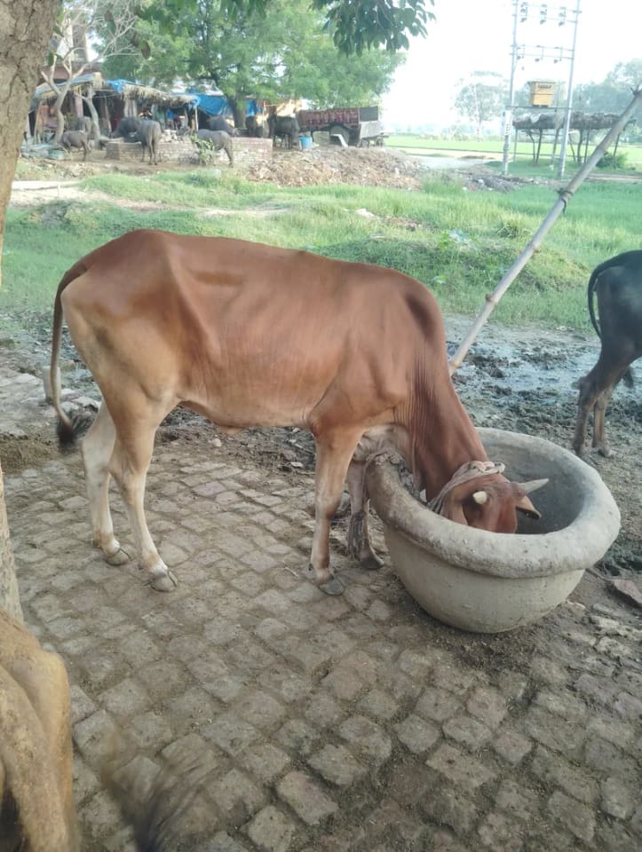 Sahiwal Cow in  UTTAR PRADESH