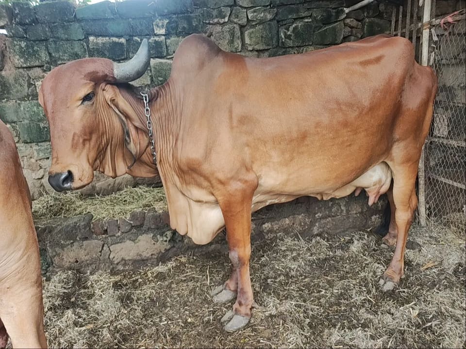 Gir Cow in  GUJARAT