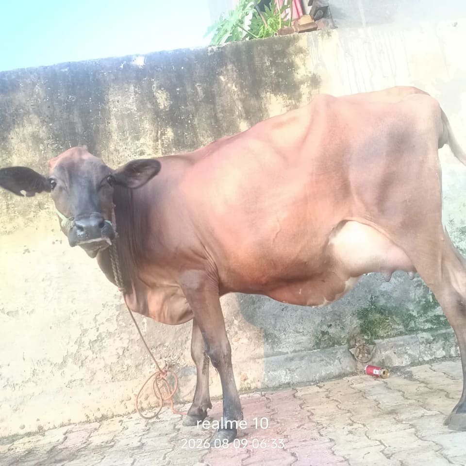 Jersey Cow in UTTAR PRADESH