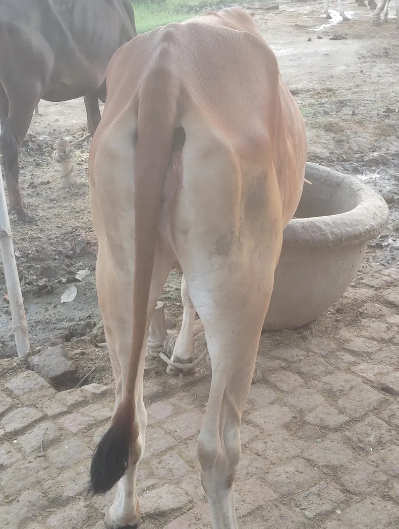 Sahiwal Cow in  UTTAR PRADESH
