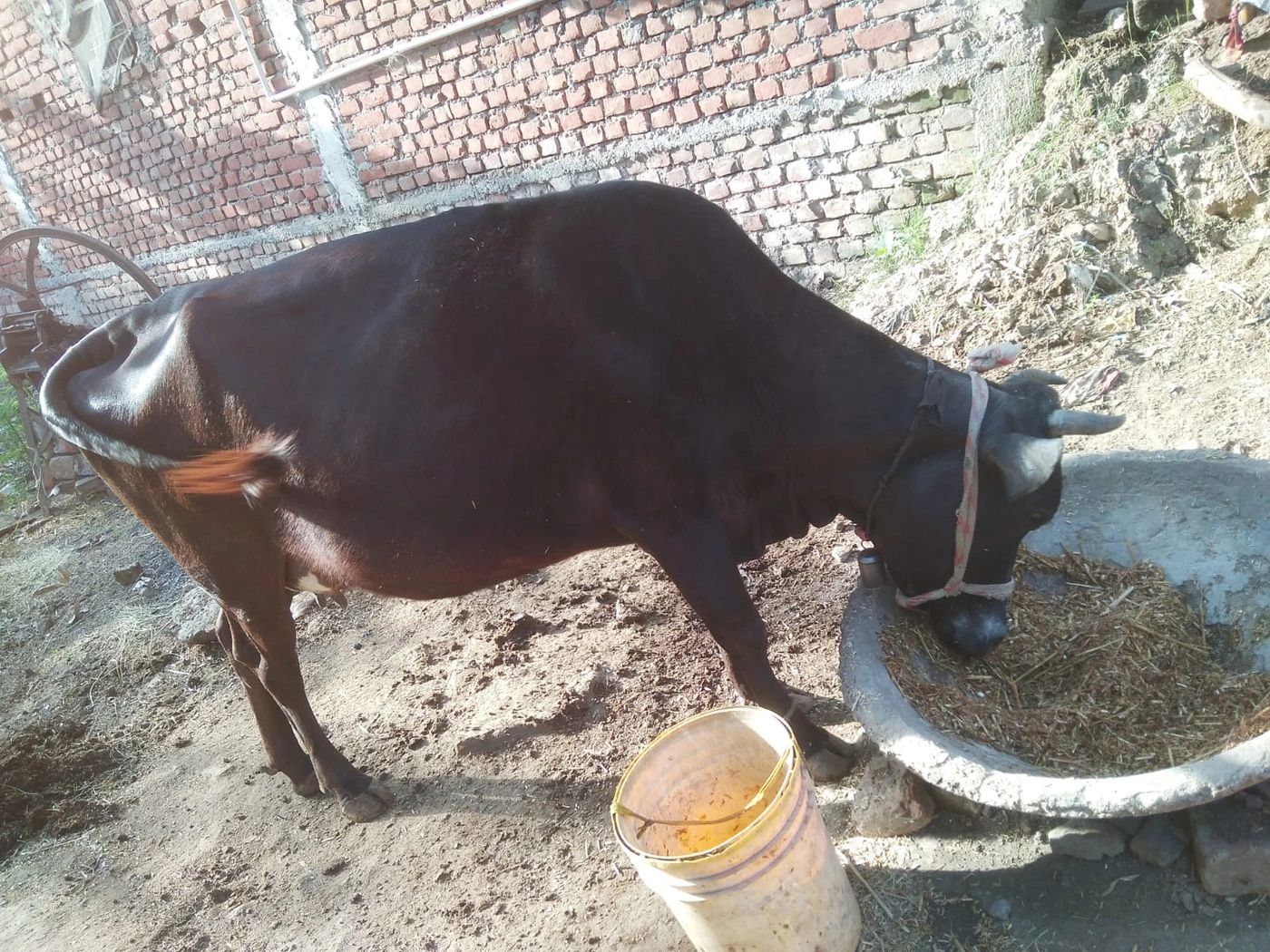 Dasi Cow O0273, Lactation: 2, MilkPerDay: 14Litres, Pregnant: 9 Months, District:  BHOJPUR, State:  BIHAR