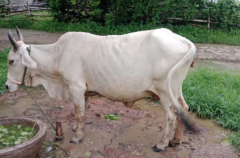 Tharparkar Cow in  MADHYA PRADESH