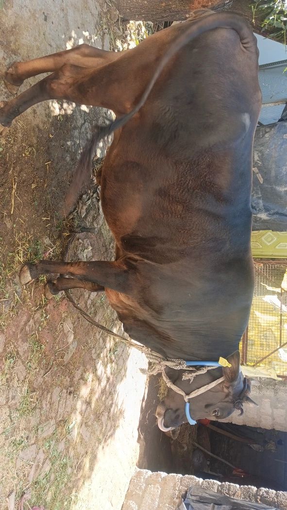 Sahiwal+hf Cow O0248, Lactation: 1, MilkPerDay: 10Litres, Pregnant: 8 Months, District:  BIJNOR, State:  UTTAR PRADESH