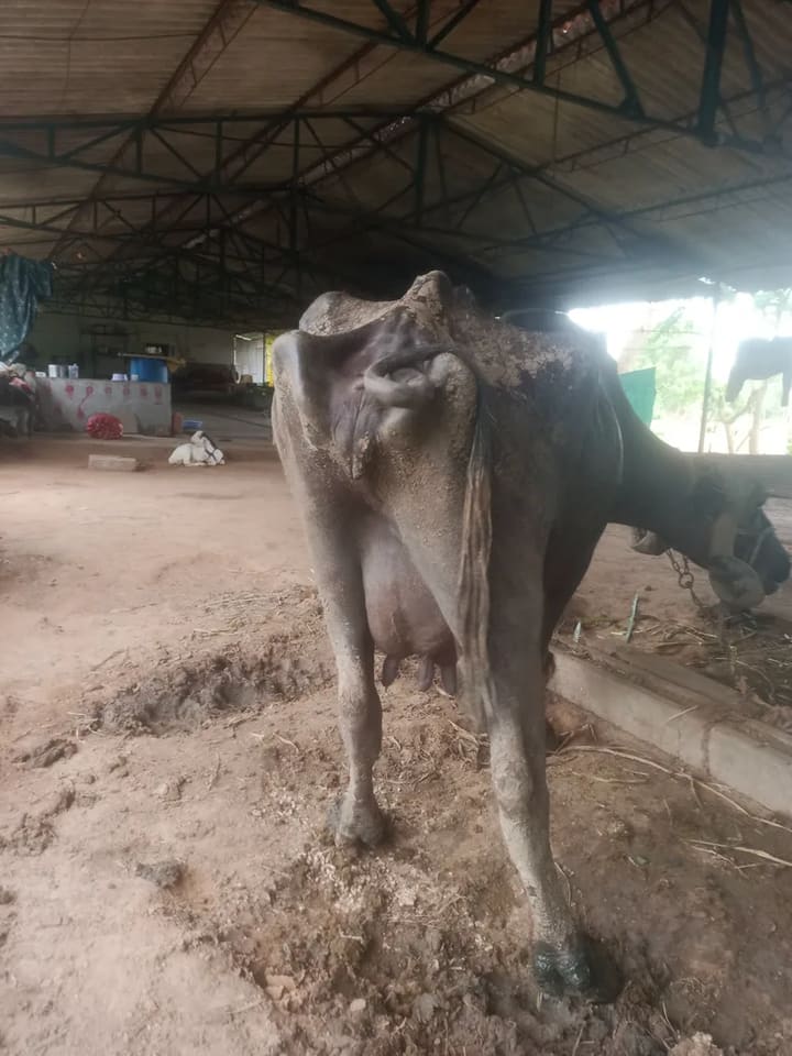 Jafarabadi Buffalo in  GUJARAT