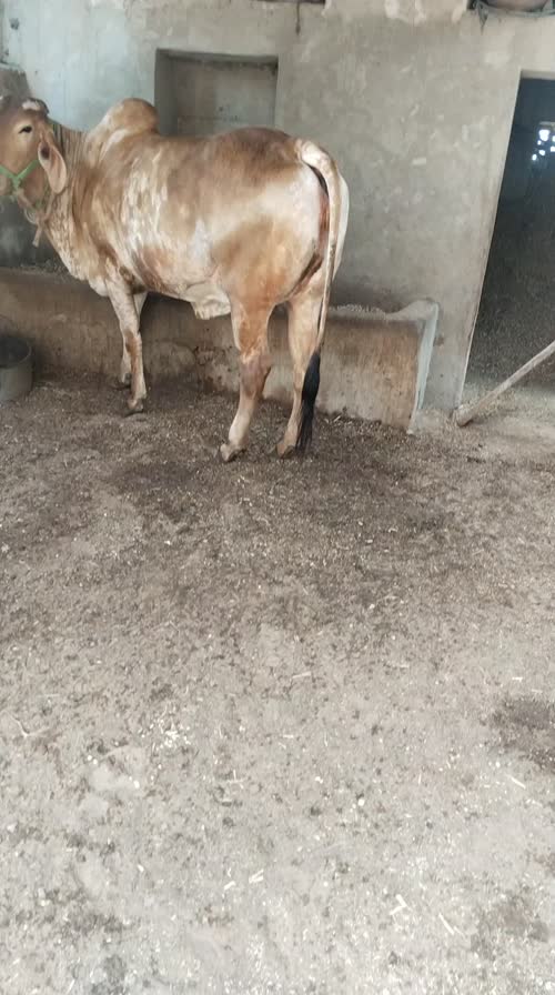 Gir Cow G1827, MilkPerDay: 12Litres, District:  NAGAUR, State:  RAJASTHAN