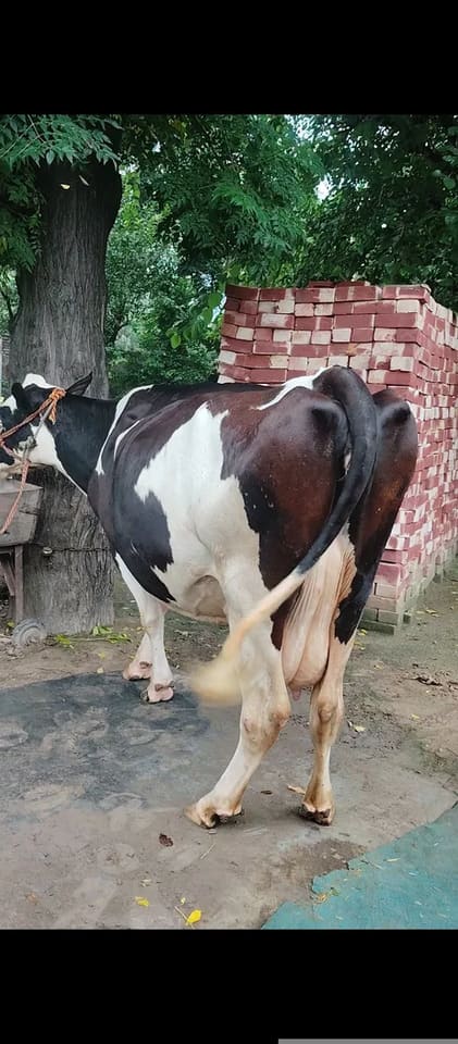 HF Cow in  PUNJAB