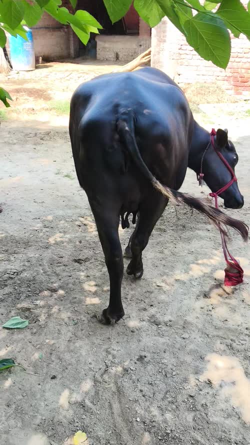Murrah Buffalo M5147 in  UTTAR PRADESH