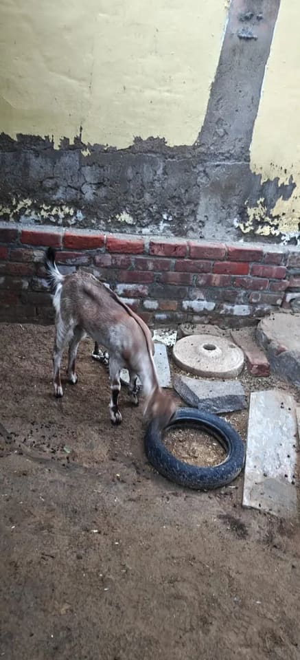 Barbari Goat in  RAJASTHAN