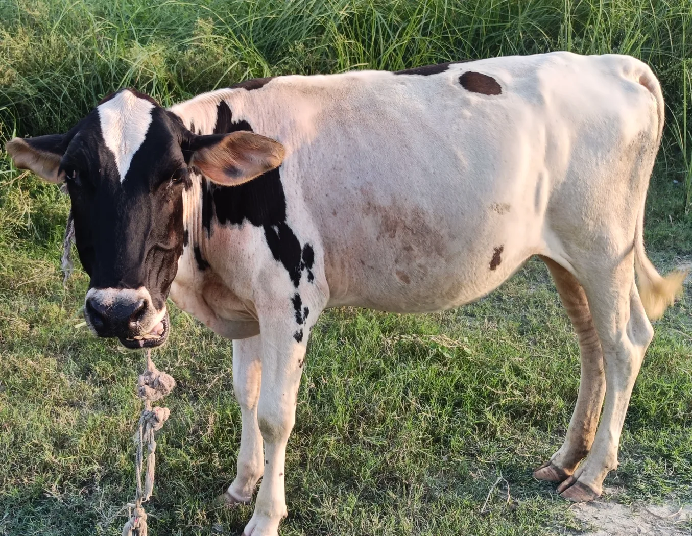 HF Heifer Cow H3062 in  BIHAR