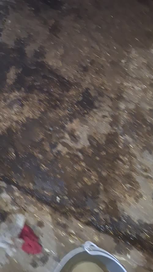 Sahiwal Cow S1459, Lactation: 3, MilkPerDay: 12Litres, District:  GAUTAM BUDDHA NAGAR, State:  UTTAR PRADESH