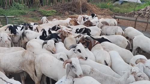 Yalga Sheep O0110 in  KARNATAKA
