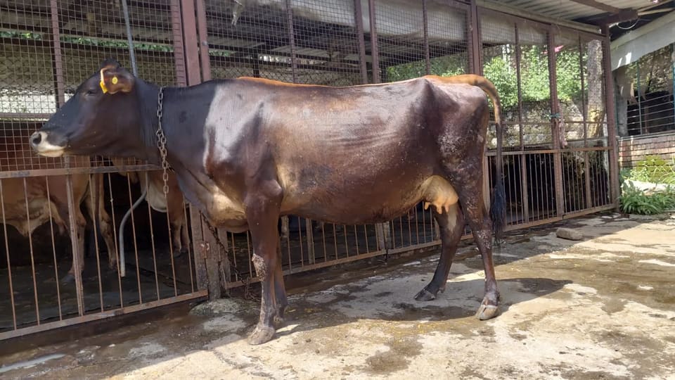 Jersey Cow J1584 in  UTTARAKHAND