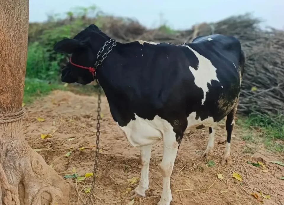 HF Cow in  RAJASTHAN