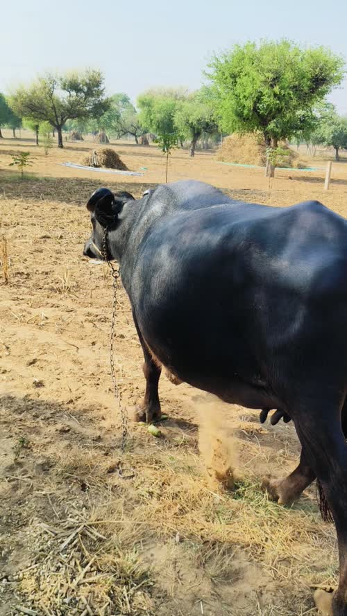 Murrah Buffalo M5425 in  RAJASTHAN
