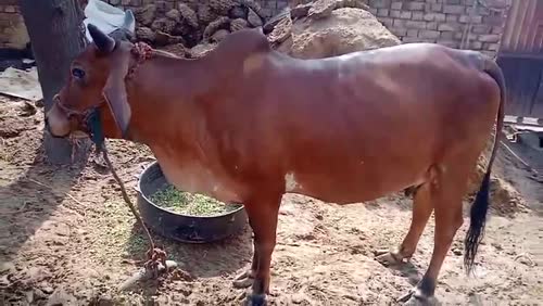 Gir Cow in  HARYANA