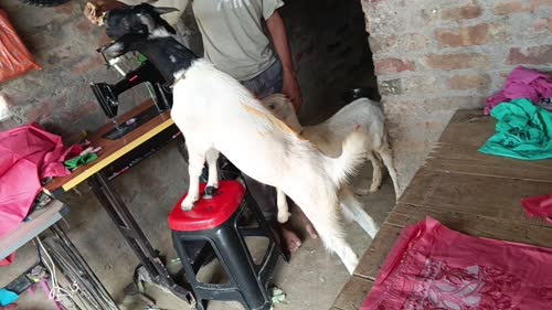 Jamunapari Goat in  BIHAR