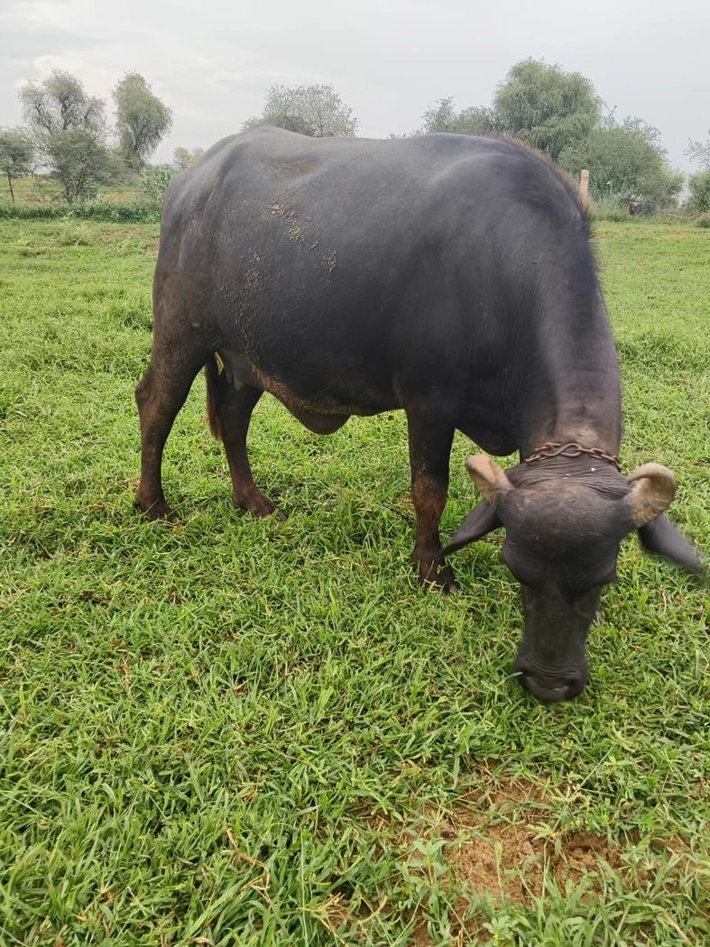 हरियाणवी Buffalo O0450 in  RAJASTHAN