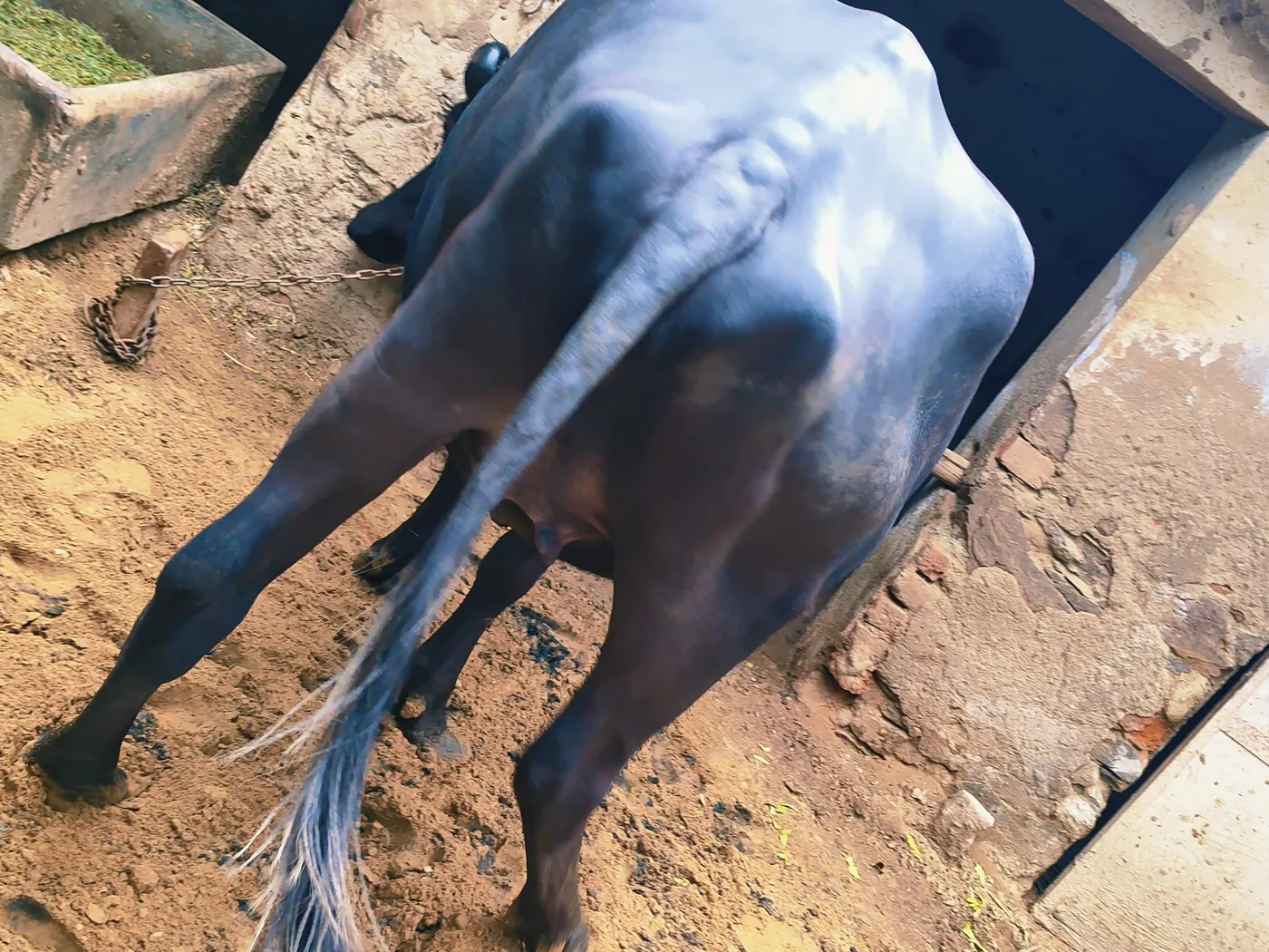 Murrah Buffalo in  RAJASTHAN