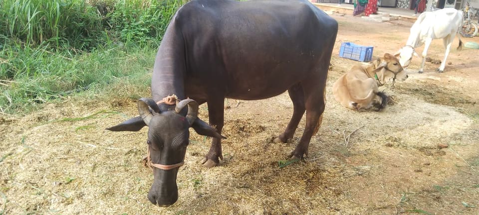 Murrah Buffalo in  RAJASTHAN