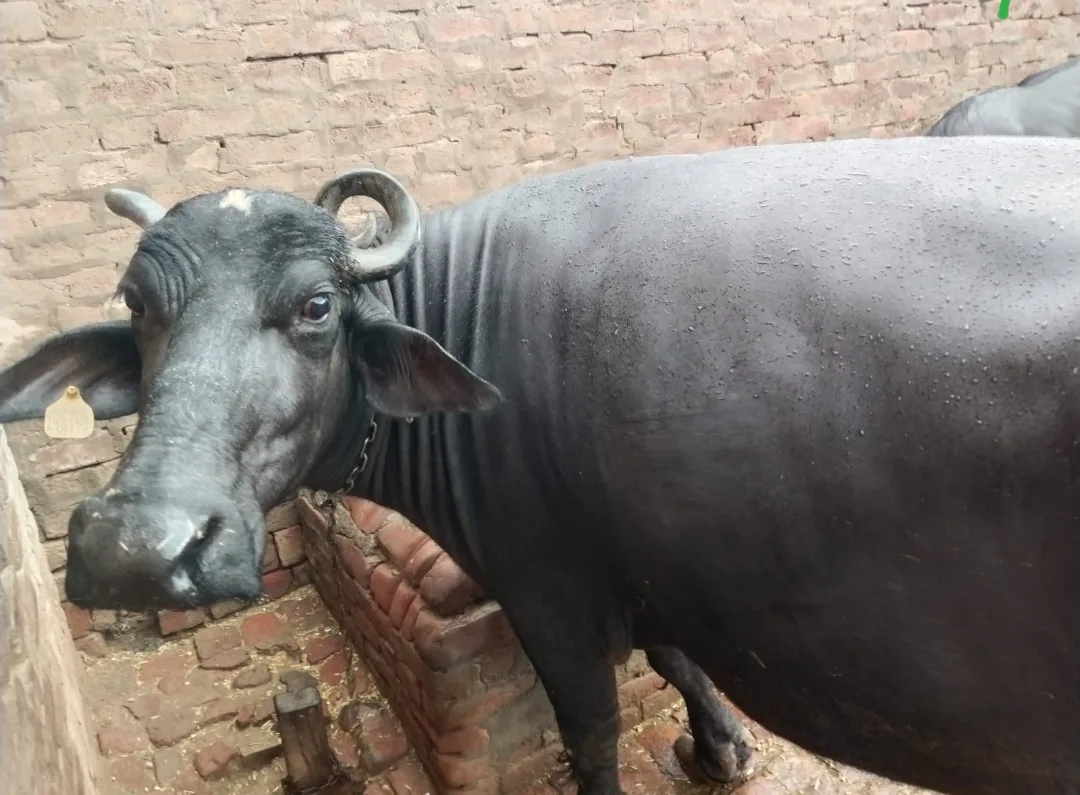 Murrah Buffalo in  RAJASTHAN