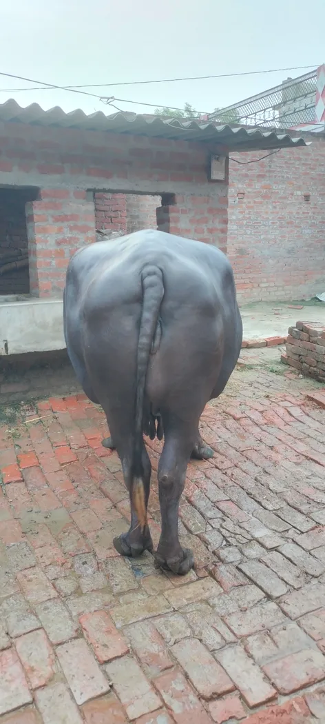 Murrah Buffalo in  UTTAR PRADESH