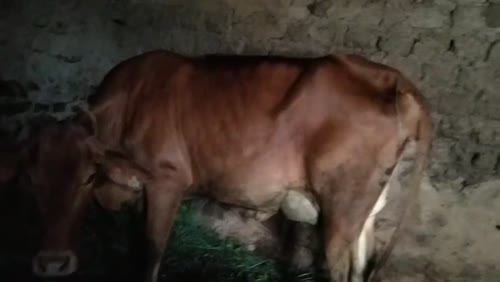 Sahiwal Cow in  HIMACHAL PRADESH