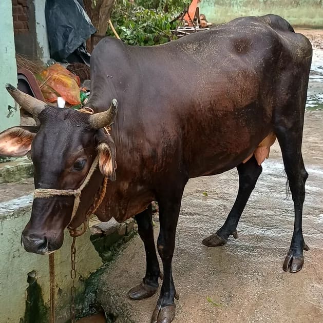 Others Cow in UTTAR PRADESH