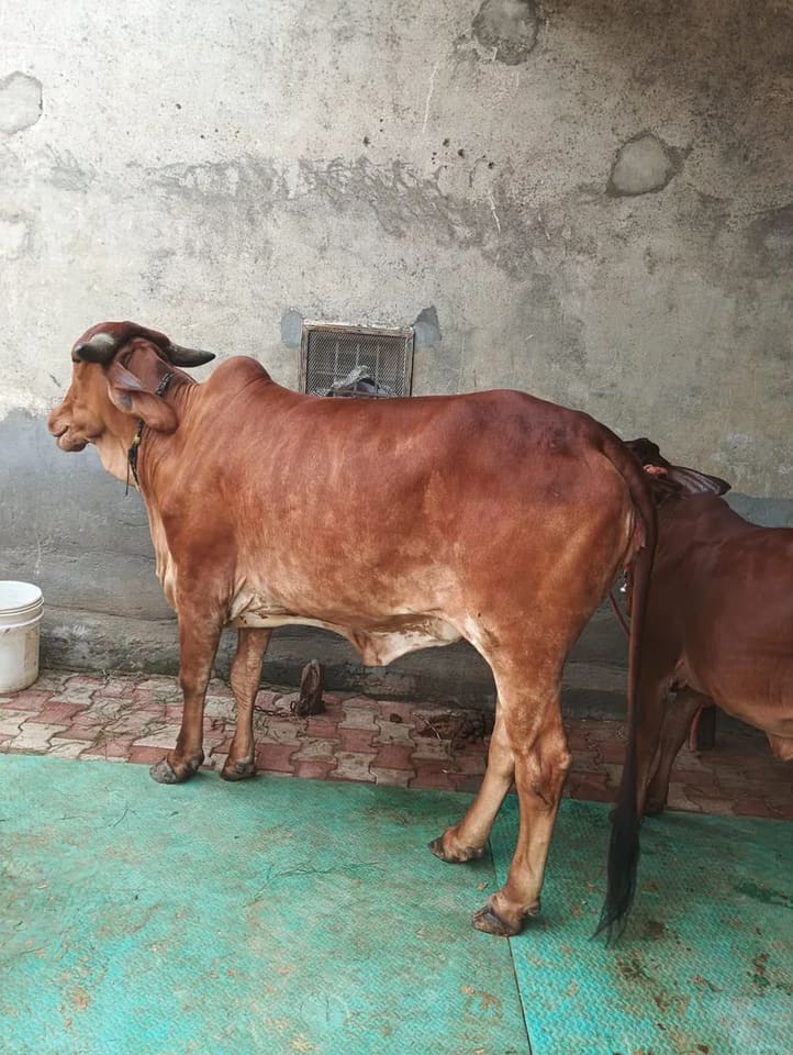 Gir Cow in  HARYANA
