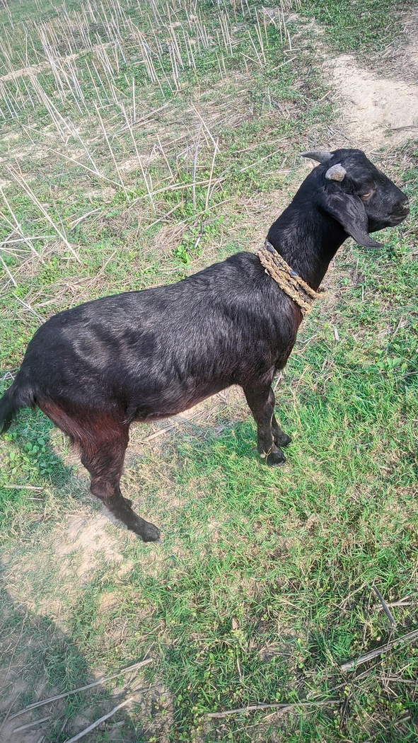 Beetal Goat B0427