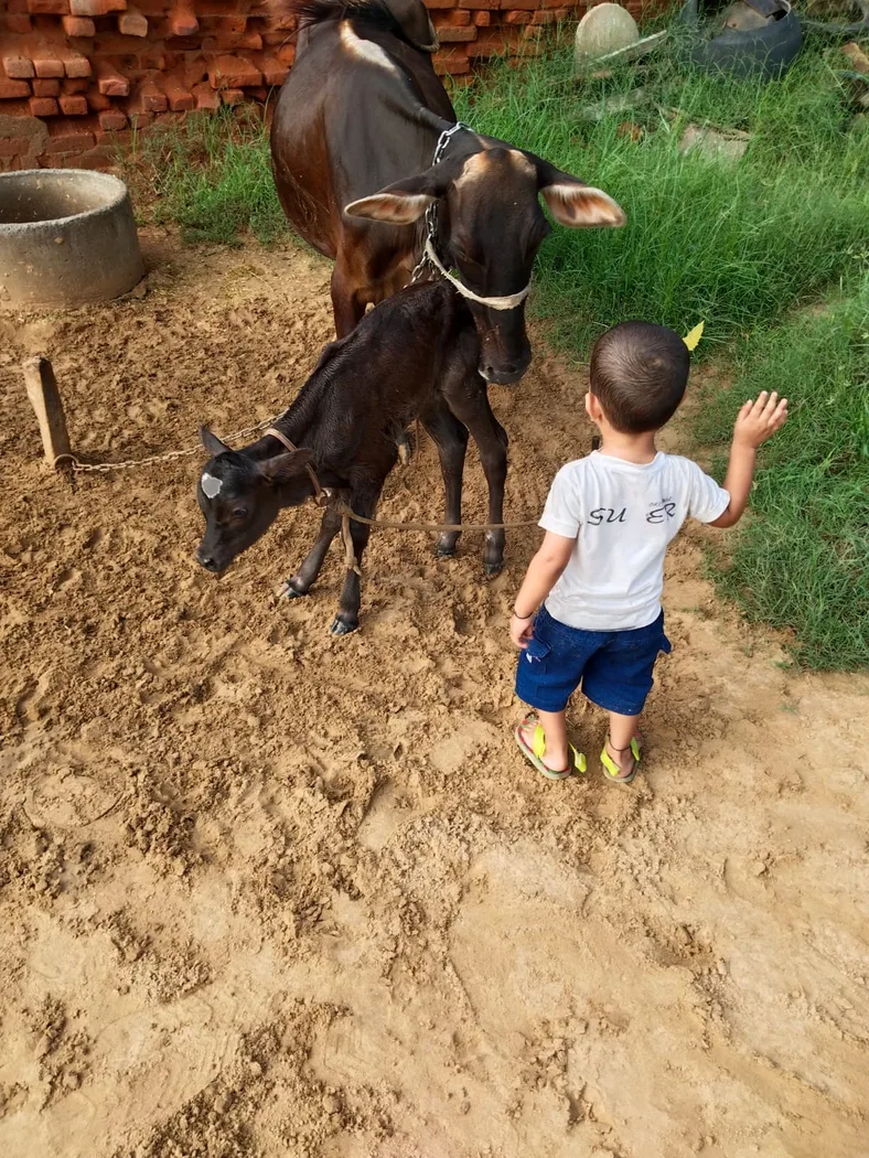 Others Cow in  RAJASTHAN