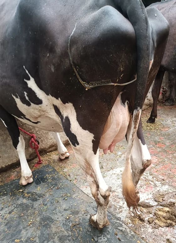 HF Cow in  HARYANA