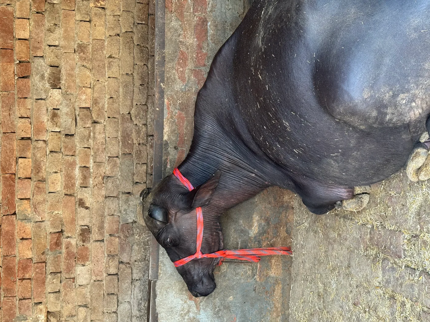 Murrah Buffalo in  PUNJAB