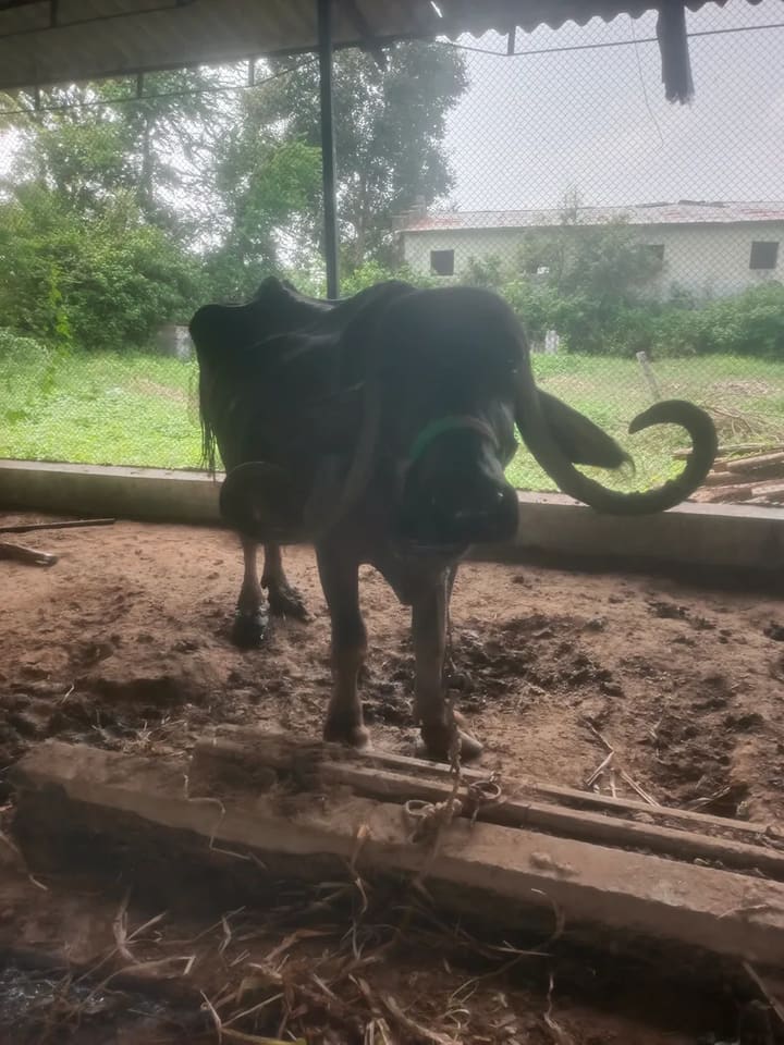 Jafarabadi Buffalo in  GUJARAT