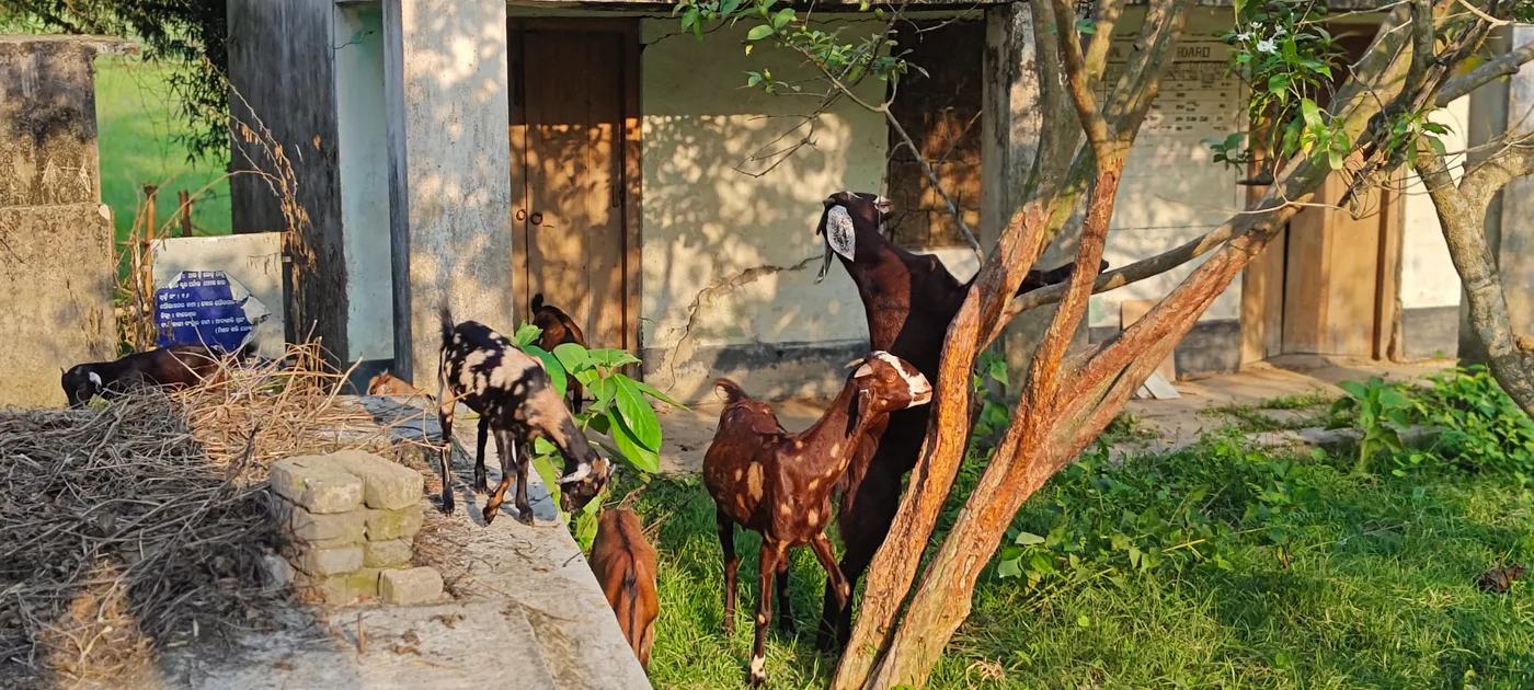 Black Bengal Goat in  ODISHA