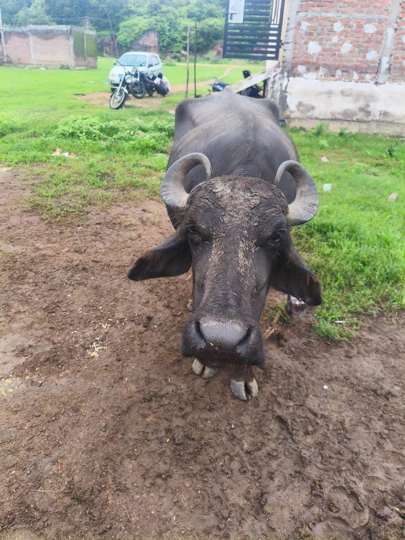 Others Buffalo in  TELANGANA