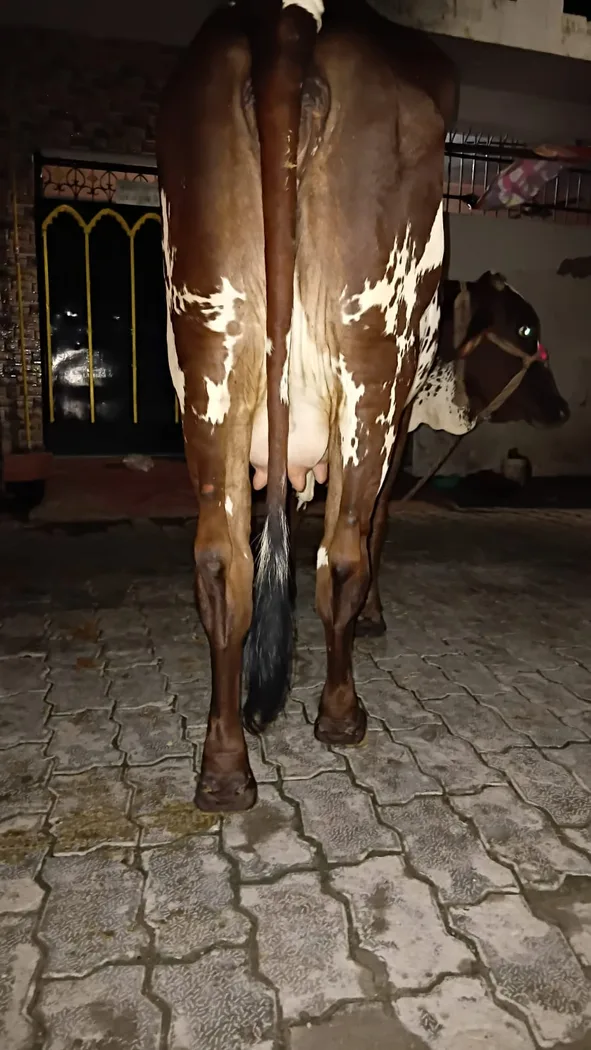 HF Cow in  UTTAR PRADESH