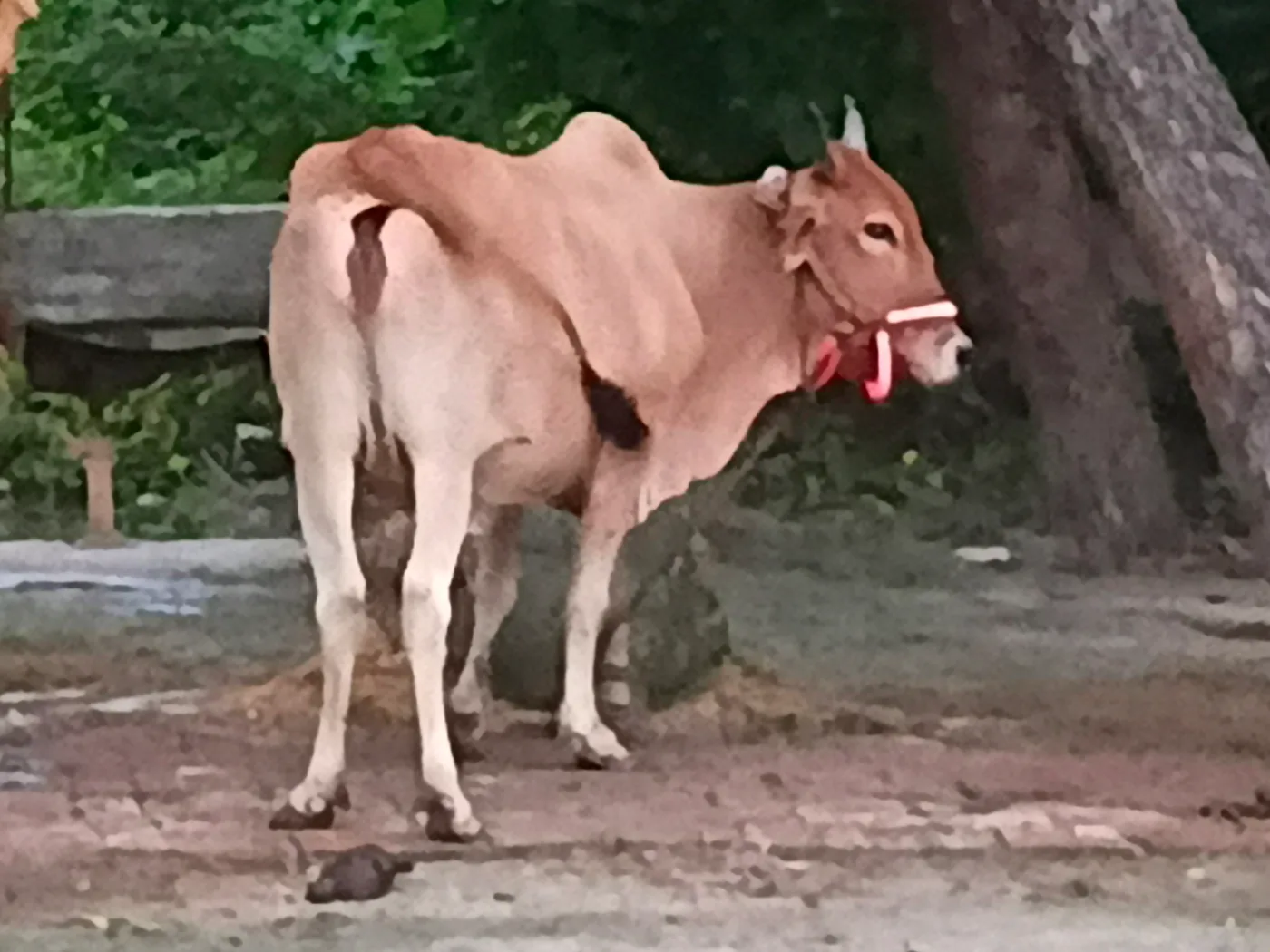 Sahiwal Cow in UTTAR PRADESH