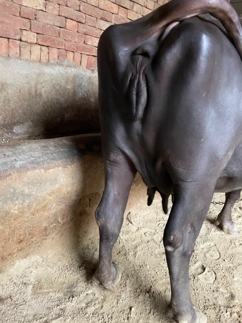 Murrah Buffalo in  UTTAR PRADESH
