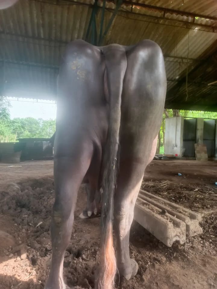 Jafarabadi Buffalo in  GUJARAT