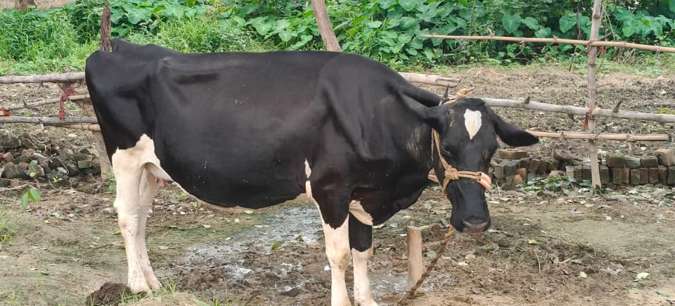 HF Cow H3037 in  UTTAR PRADESH