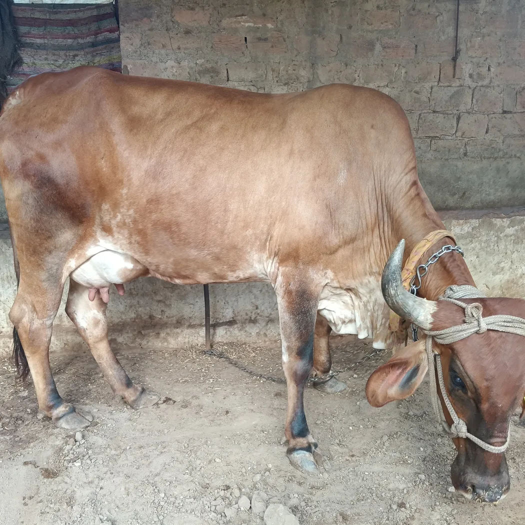 Gir Cow in  RAJASTHAN